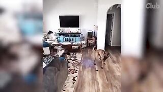Funny Animals That Will Definitely Brighten Your Day????Funniest Animals 2022 3