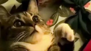 cute and funny puppies