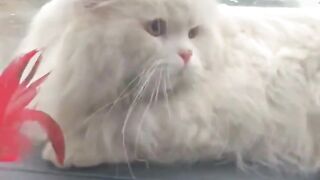 Funny Cats and Dogs ????????????- Funniest Animals
