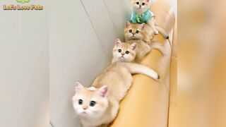 Let's Love Pets