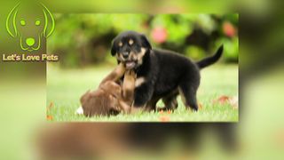 Let's Love Pets, cute puppies