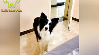 Obedient dog, Let's Love Pets