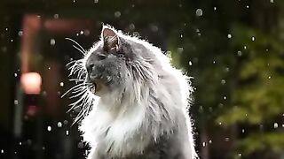 Cat attitude,????
