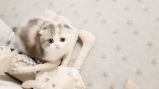 Baby Cats 2