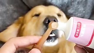 Dog brush teeth
