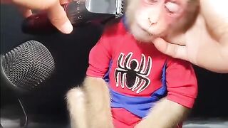 Funny monkey ???? 2
