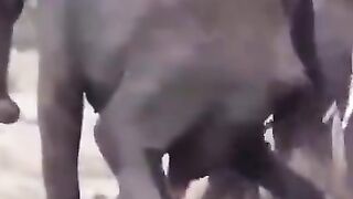 Lion vs Camel ????????????