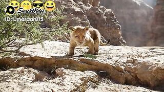 Cute lion vs mouse ????