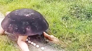 Turtle man