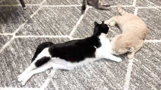 Kitten Loves