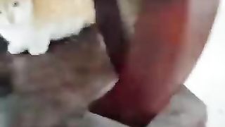 Funny cats video 3