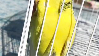 Beautiful love bird