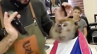 Funny monkey ???????? 2
