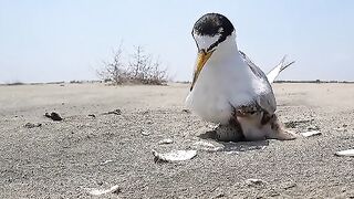 Birds job