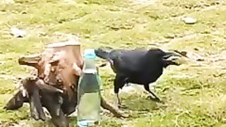 A crow was thirsty | 9947Asim