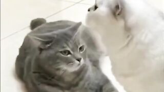Funny dogs and cats 2