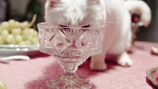 kittens birth up to 1 year #febspot #cat #funnycat #numrakhan7