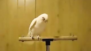 WHITE PARROT ACTION ON NAAT.