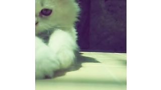 Jacky