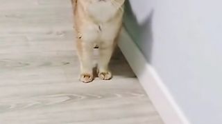 cute cat cat can talk