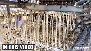 How To Grow 69 Millions Of Cucumbers In Greenhouse And Harvest - Modern Agriculture Technology