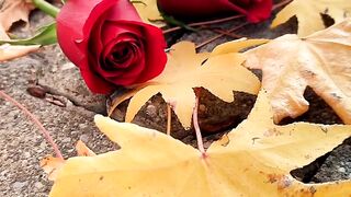 How to flower video