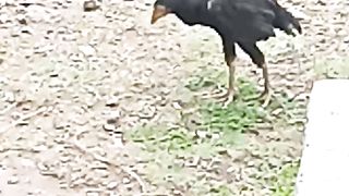 Murga HC high bird ???? in Pakistan