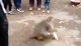 Monkey point Pakistan