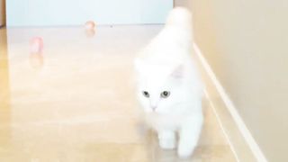 Cat video for chilld very nic video