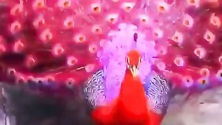 THREE COLOR OF PEACOCK.