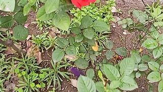 Beautiful gardan