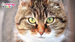 Animal Sounds for Children (20 Amazing Animals) 3