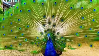 Beautiful Peacock 2