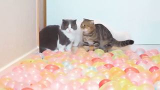 What Can't Cats Walk On? 2