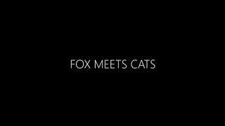 Urban Fox & Cat Encounters -