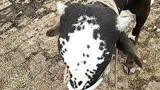 Animals 5