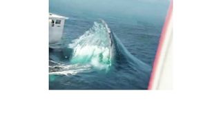 Canada dolphin destroy two ships