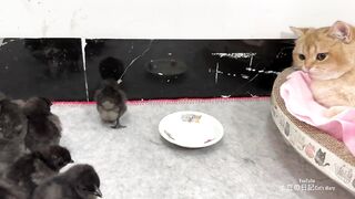 The hen watched in amazement as the kitten hugged the chick tightly to sleep. cute and funny animal.