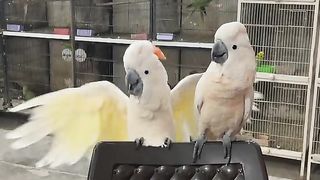 beautiful cocktail parrot pair