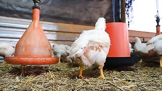 Poultry 2