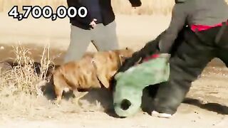 20 Most Illegal Dog Breeds in the World 2