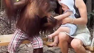 Chimpanzee love babies