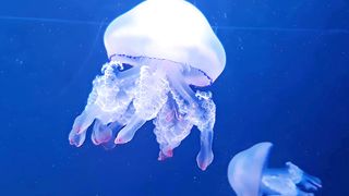 Beautiful Relaxing Music for Stress Relief • Meditation Music, Sleep Music, Study Music 11