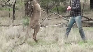 Drôle d'animaux