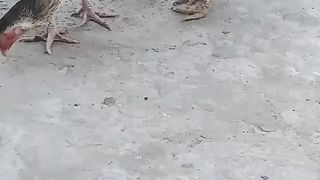 Mianwali aseel Murga and murgi rules