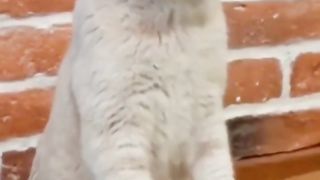 Funniest animals videos compilation best of years funny animals