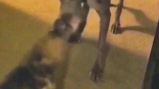Funny moments animals compilation