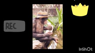King kong paradis
