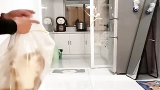 Funniest cats and dogs! Best animal video ????