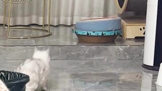 Funny Video